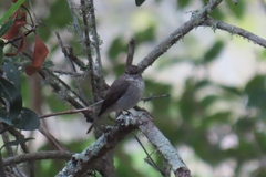 Muscicapa adusta adusta
