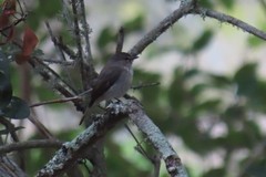 Muscicapa adusta adusta