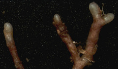 Piloderma sphaerosporum