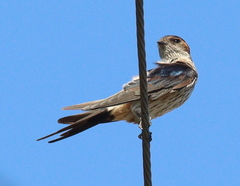 Cecropis striolata