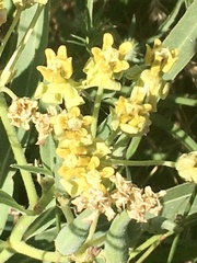Asclepias mellodora