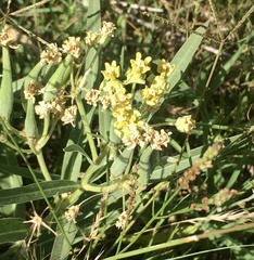 Asclepias mellodora