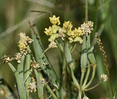 Asclepias mellodora