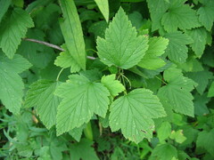 Ribes nigrum