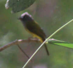 Culicicapa ceylonensis