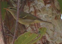 Phylloscopus claudiae