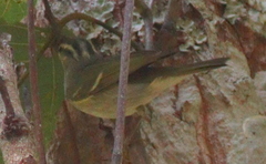 Phylloscopus claudiae