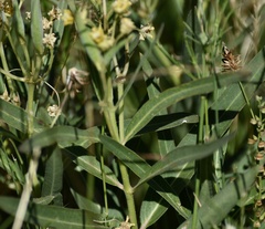 Asclepias mellodora