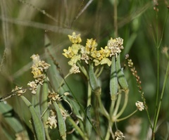 Asclepias mellodora