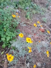 Tagetes tenuifolia