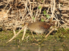 Porzana porzana
