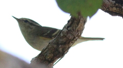 Phylloscopus inornatus