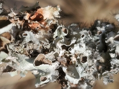 Parmotrema perforatum