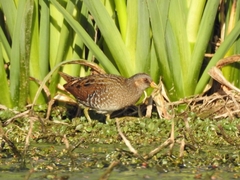 Porzana porzana