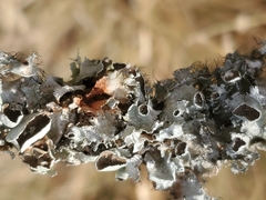 Parmotrema perforatum