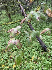 Laburnum anagyroides