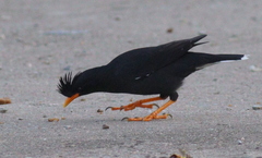 Acridotheres grandis