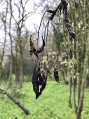 Laburnum anagyroides