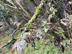 Laburnum anagyroides