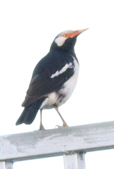 Gracupica floweri