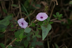 Ipomoea sagittifolia