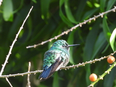 Chlorostilbon mellisugus