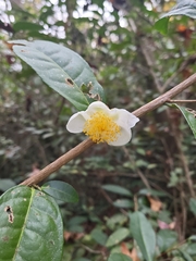 Camellia sinensis