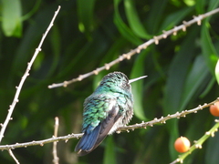 Chlorostilbon mellisugus