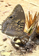 Charaxes