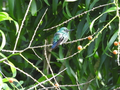 Chlorostilbon mellisugus