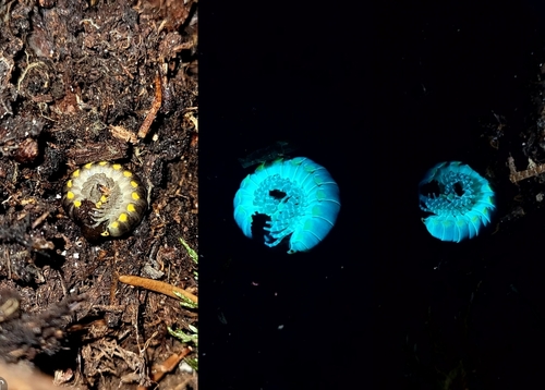 Yellow-spotted millipede