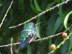 Chlorostilbon mellisugus