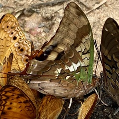 Charaxes candiope