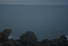 Phocoena phocoena