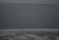 Phocoena phocoena