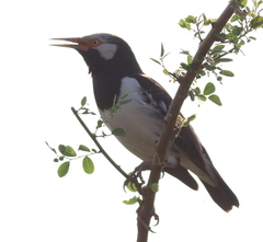 Gracupica floweri