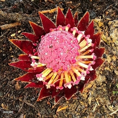 Langsdorffia hypogaea