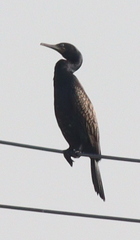 Phalacrocorax fuscicollis