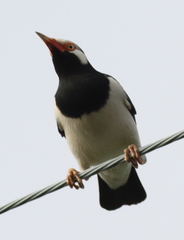 Gracupica floweri