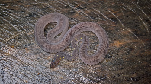 Photo of a Smith's Rough Water Snake (Fimbrios smithi)