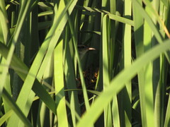 Phleocryptes melanops