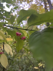 Euonymus atropurpureus