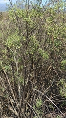 Varronia revoluta
