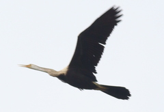 Anhinga melanogaster
