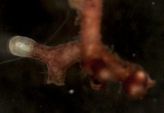 Piloderma sphaerosporum