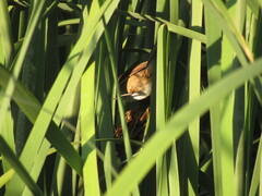 Phleocryptes melanops