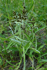 Omalotheca norvegica