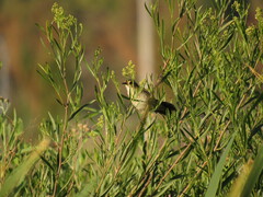 Phleocryptes melanops