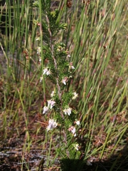 Erica glomiflora
