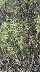 Varronia revoluta